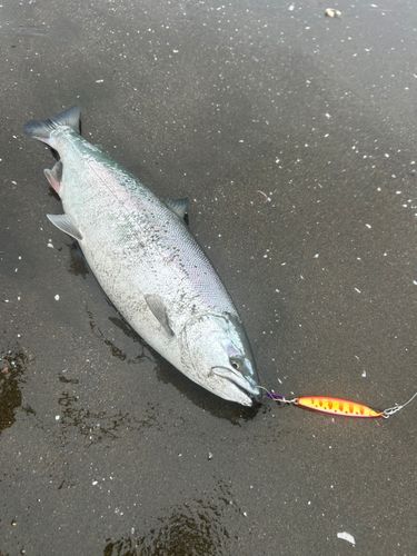 サクラマスの釣果