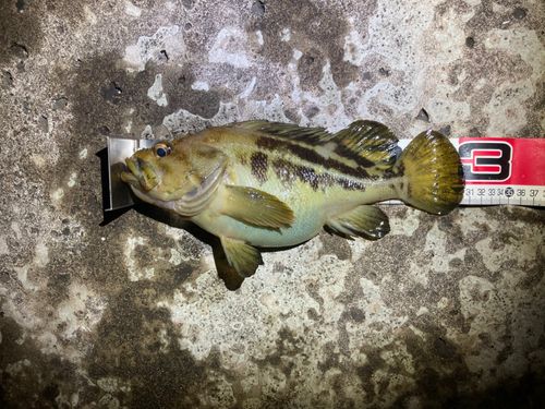 シマゾイの釣果