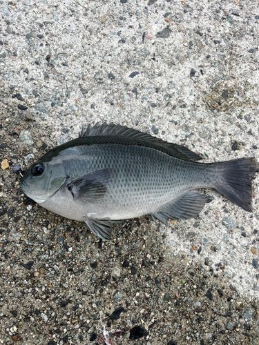 メジナの釣果