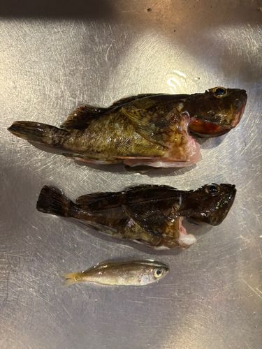 カサゴの釣果
