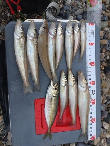 キスの釣果