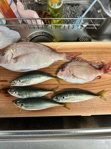 タイの釣果