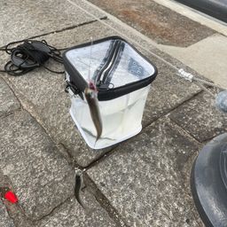 カタクチイワシ