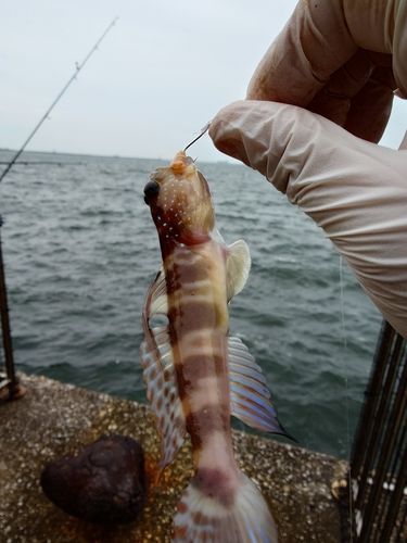 イトヒキハゼの釣果