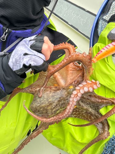 マダコの釣果