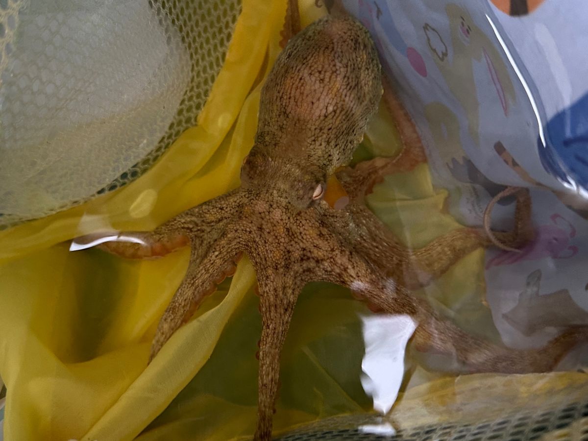 しらすうにさんの釣果 2枚目の画像