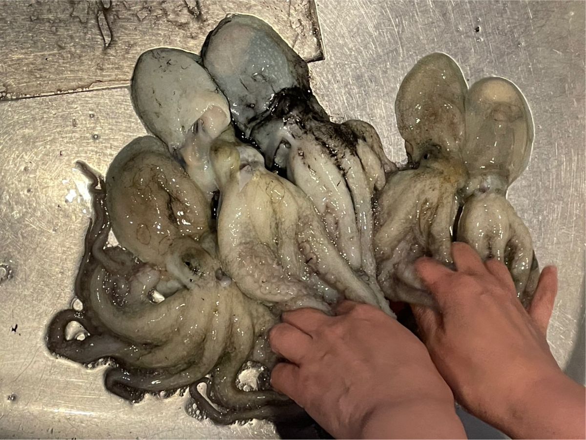 しらすうにさんの釣果 3枚目の画像