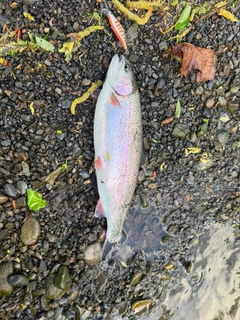 ニジマスの釣果