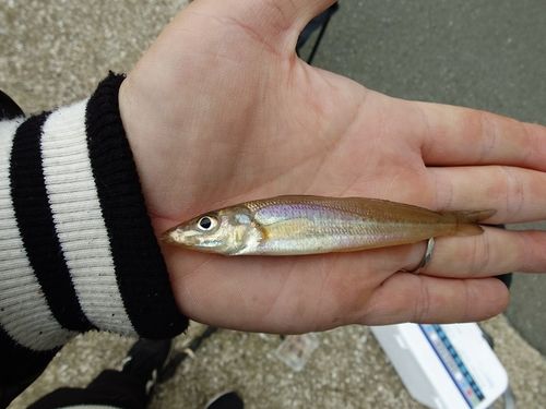 シロギスの釣果