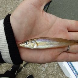 シロギス