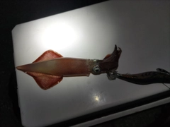 ケンサキイカの釣果