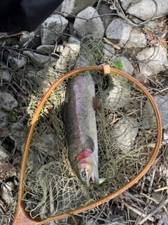 ニジマスの釣果