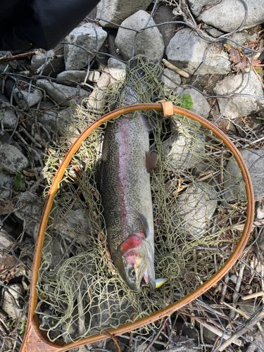 ニジマスの釣果