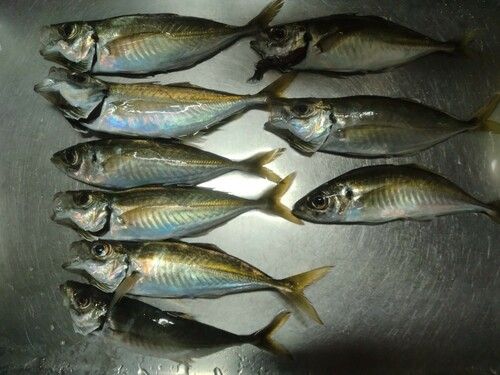 アジの釣果