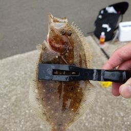 ヒラメ