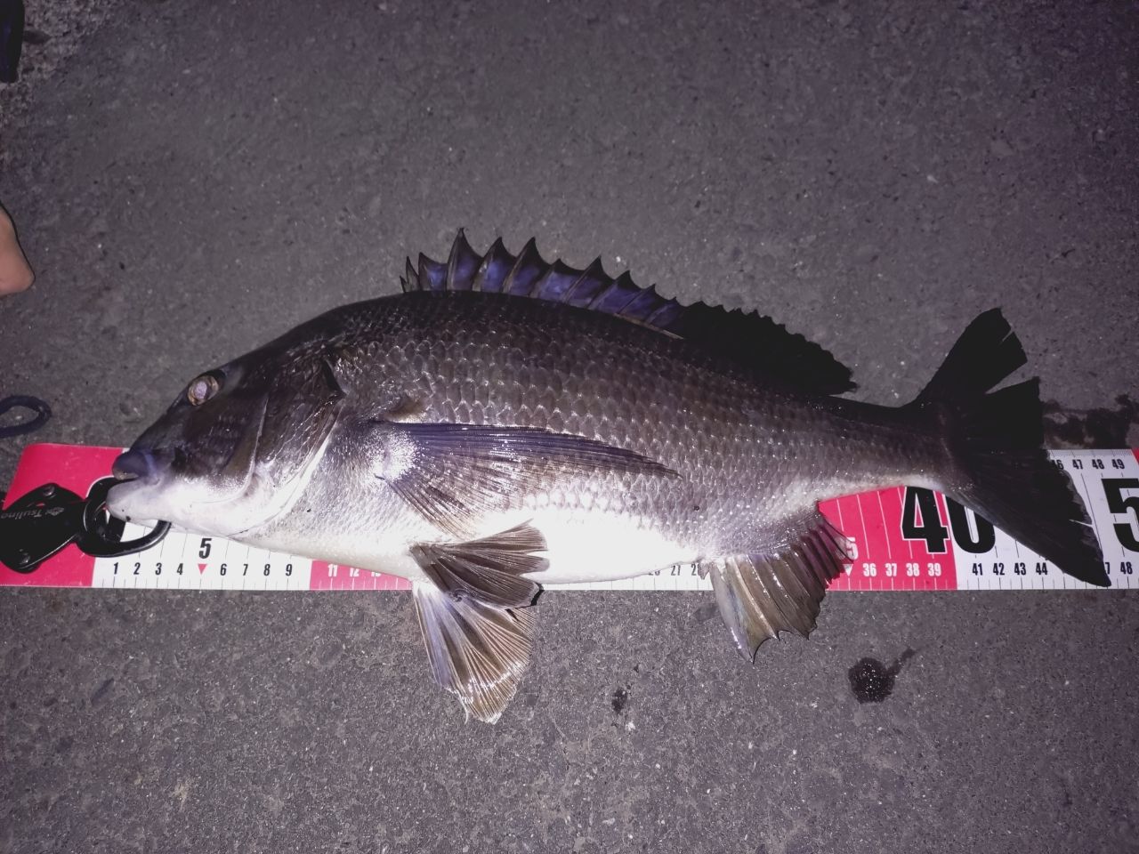 チャイロマルハタ