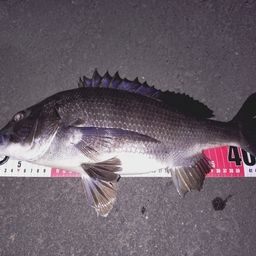 チャイロマルハタ