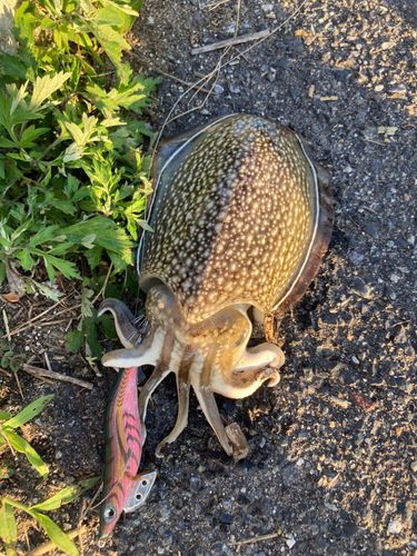イカの釣果