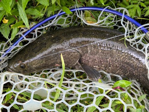 ライギョの釣果