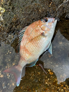 チャリコの釣果