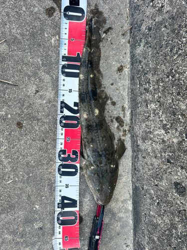 マゴチの釣果