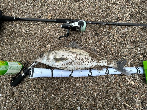 スズキの釣果