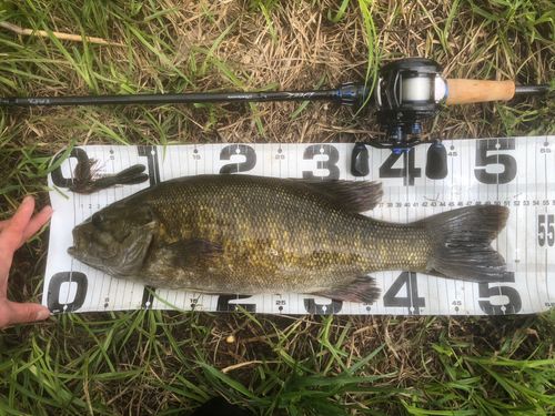 ブラックバスの釣果