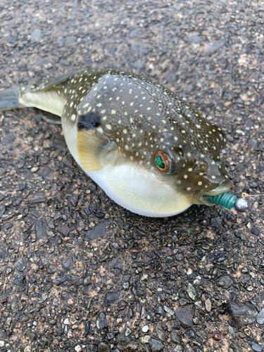 クサフグの釣果