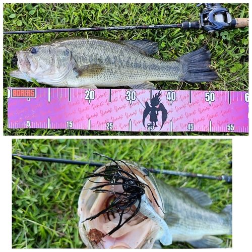 ブラックバスの釣果