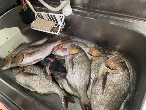 タイの釣果