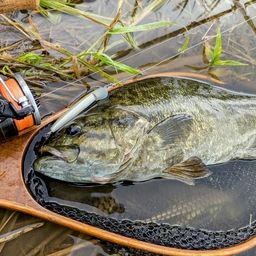 スモールマウスバス