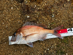 マダイの釣果