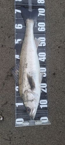 スズキの釣果