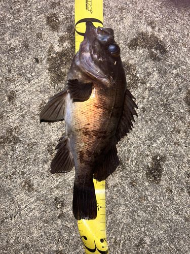 メバルの釣果