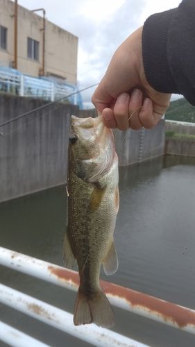 ニホンナマズの釣果