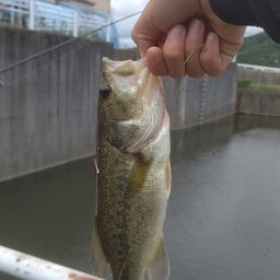 ニホンナマズ