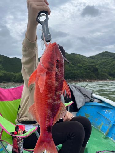 オキナヒメジの釣果