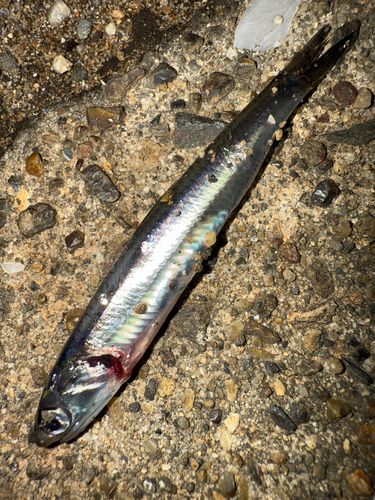 カタクチイワシの釣果