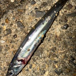 カタクチイワシ