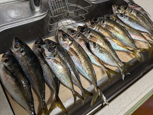 アジの釣果