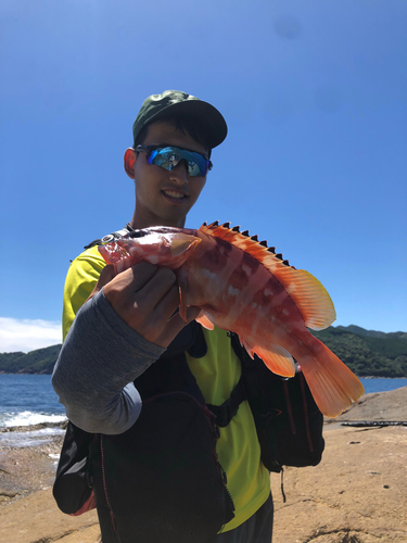 アカハタの釣果