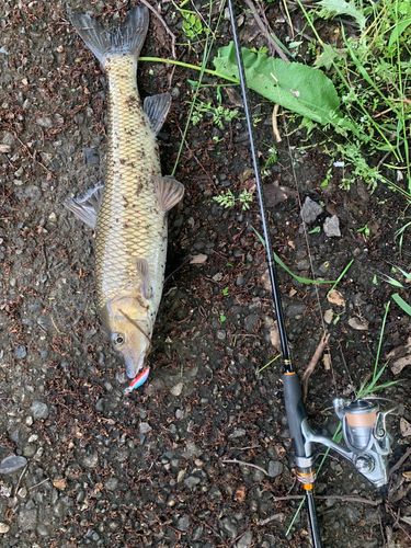 ニゴイの釣果
