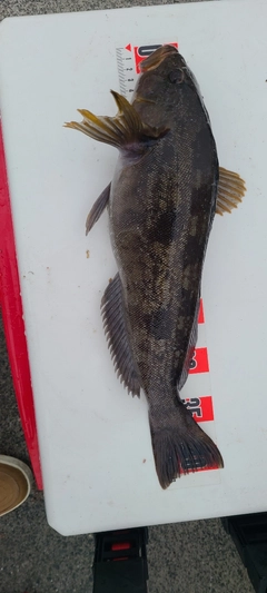 アイナメの釣果