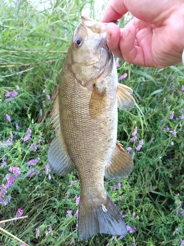 スモールマウスバス