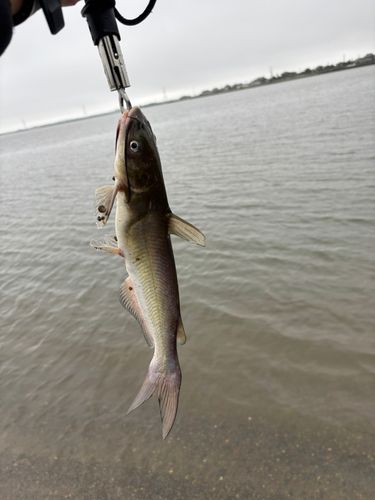 アメリカナマズの釣果