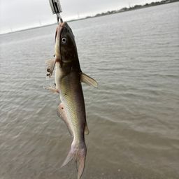 アメリカナマズ