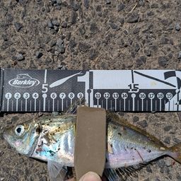 アジ