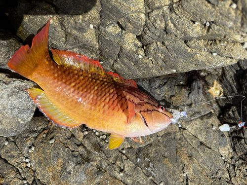 ベラの釣果