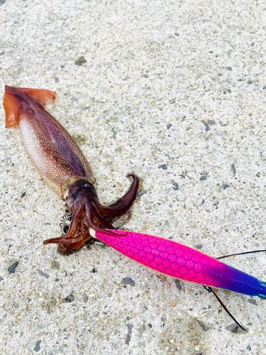 ササイカの釣果