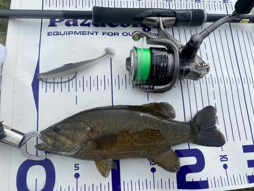 スモールマウスバスの釣果
